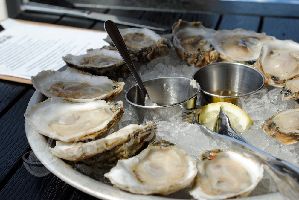 oyster-b-21