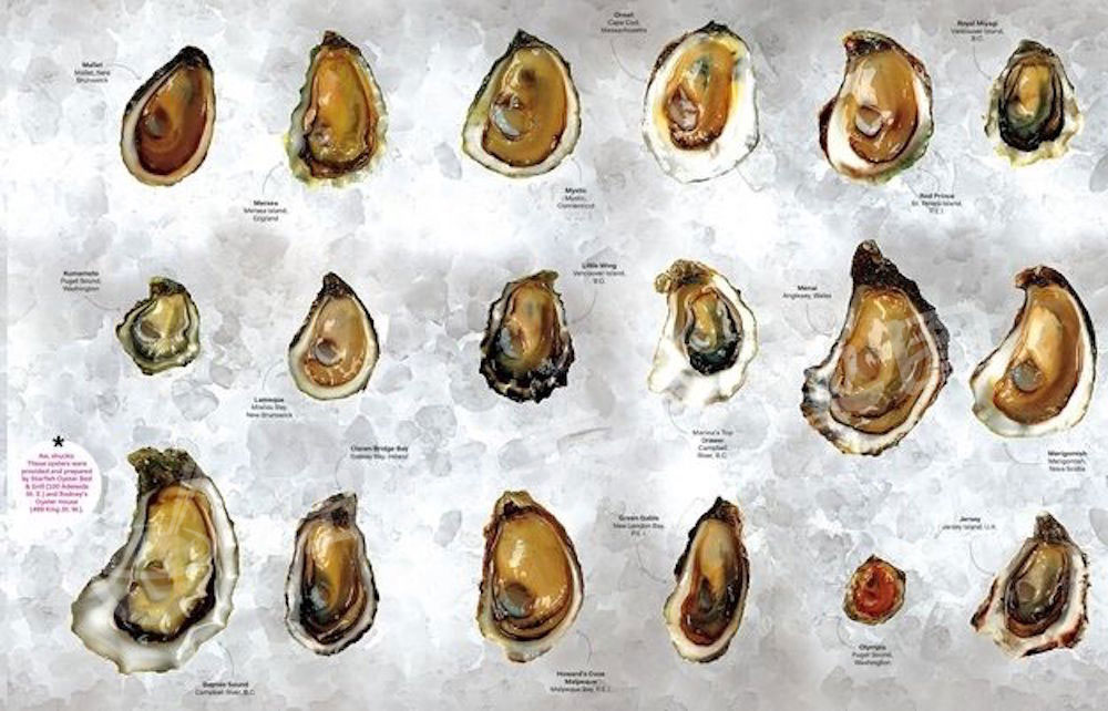 oyster-b-37