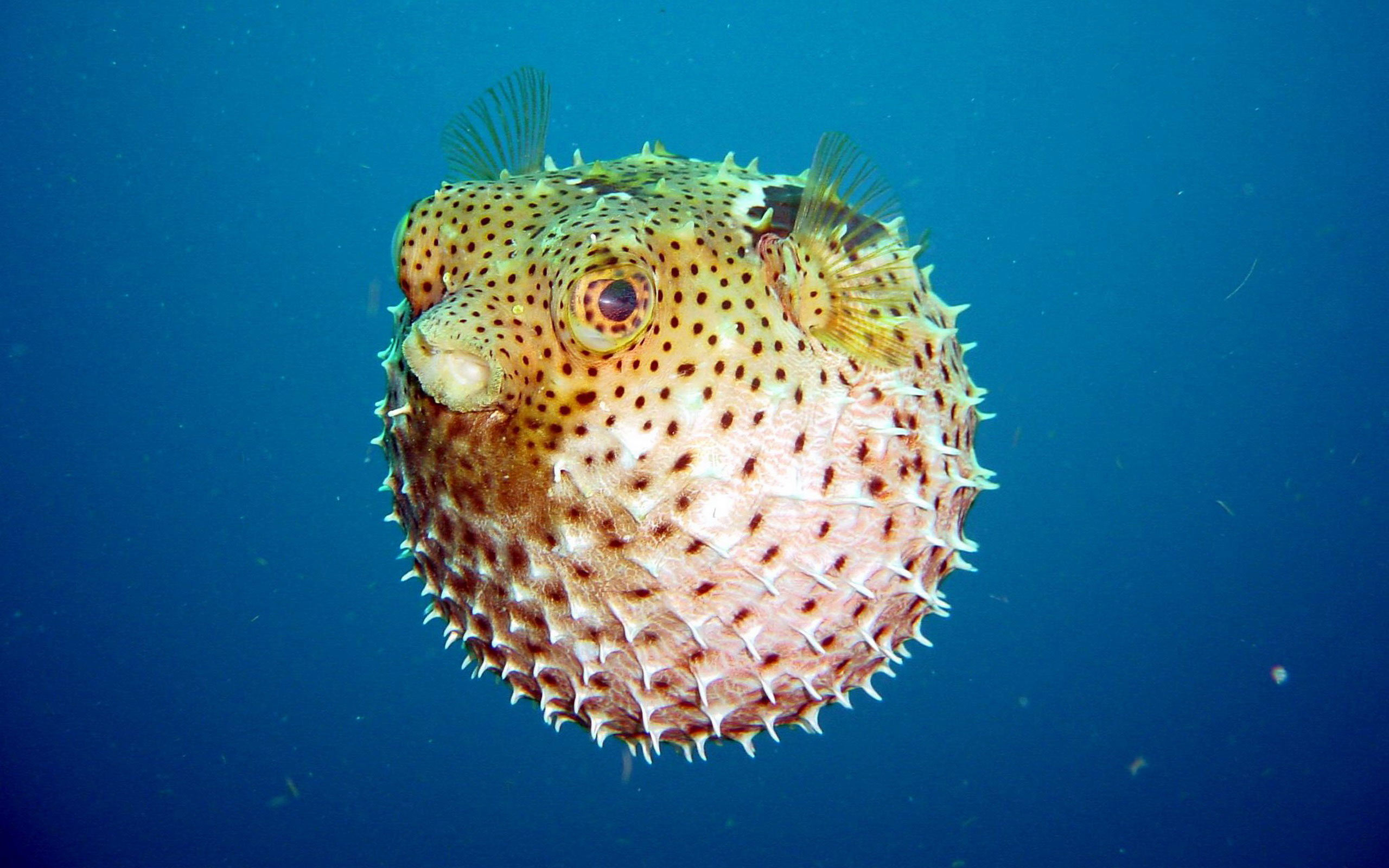 puffer-fish-1