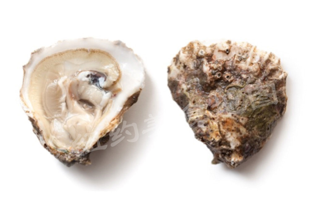oyster-b-38