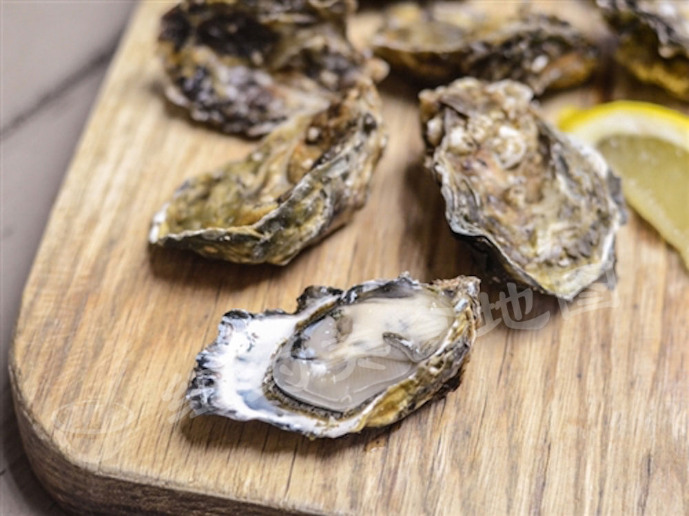 oyster-b-22