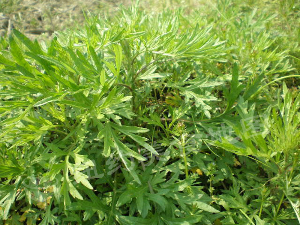 bu-yi-yang-30