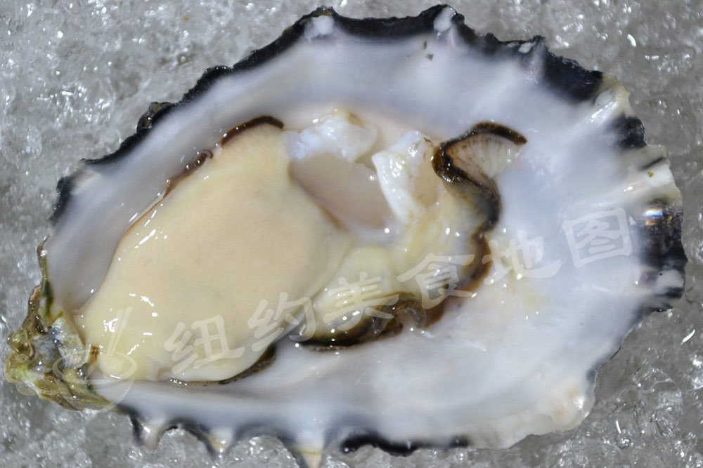 oyster-b-05