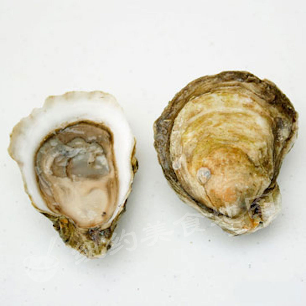 oyster-b-52