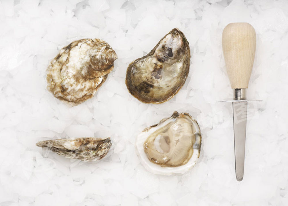 oyster-b-51