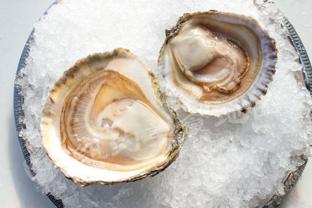 oyster-b-09