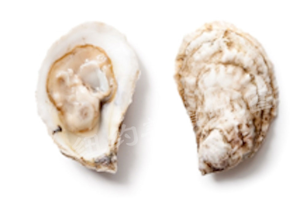 oyster-b-43