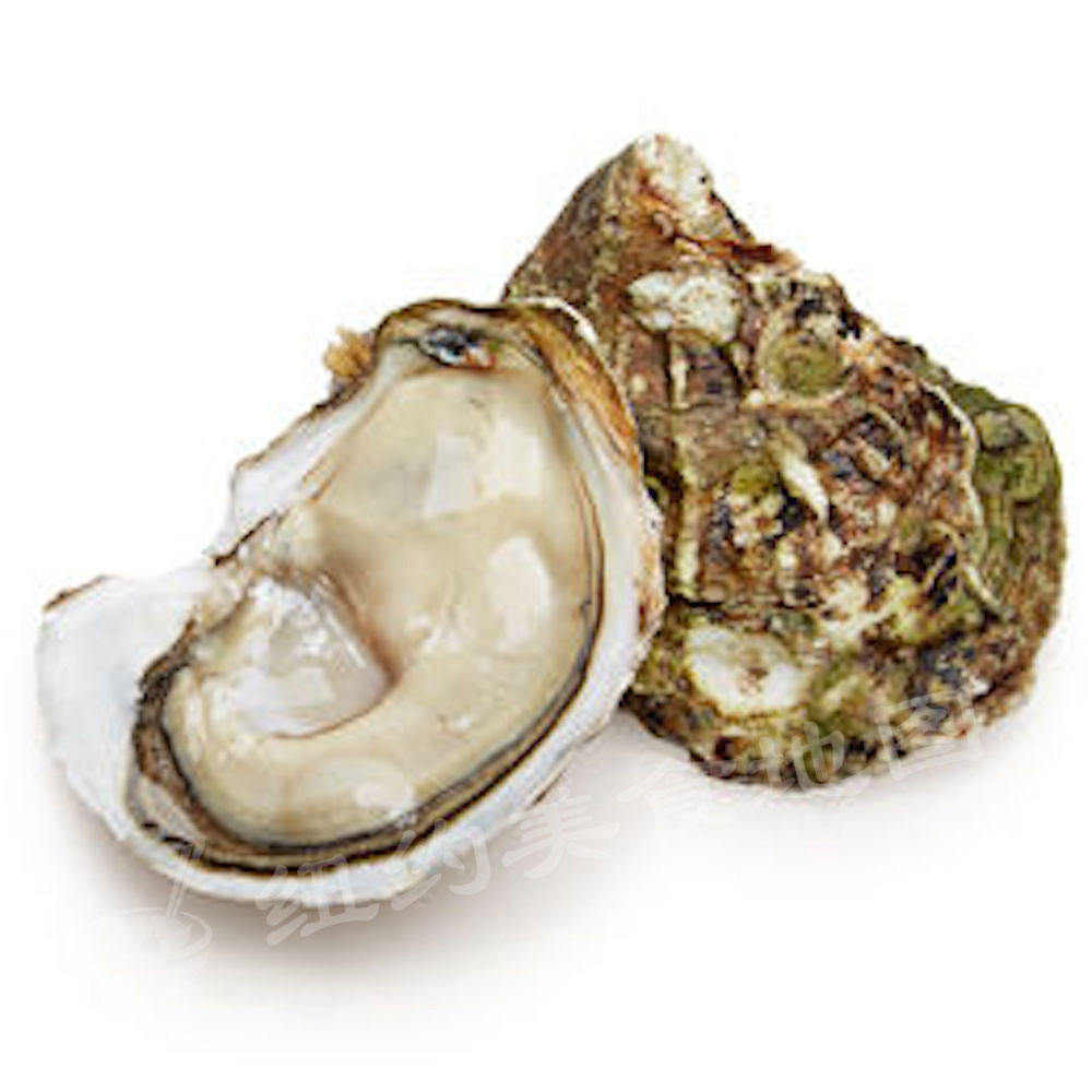 oyster-b-36