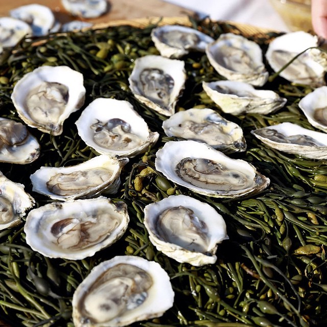 O-pioneers-Watch-Hill-oysters-from-Westerly-R.I.-served-at-@pioneerworks-Village-Fete-last-night.-Ph