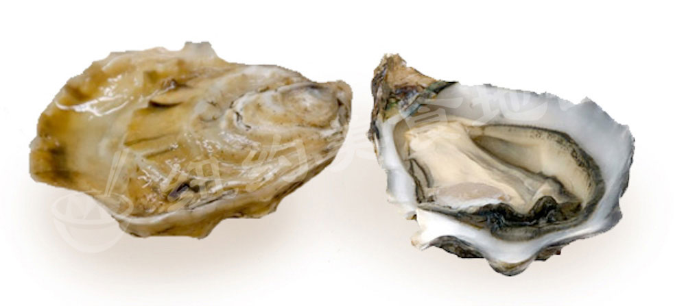 oyster-b-35