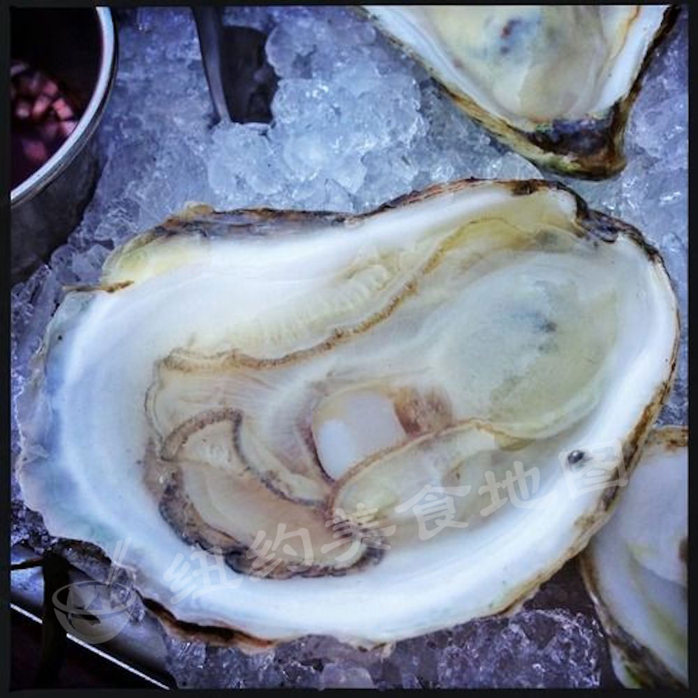 oyster-b-02