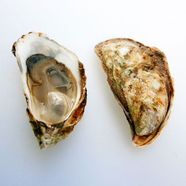 malpeque_1
