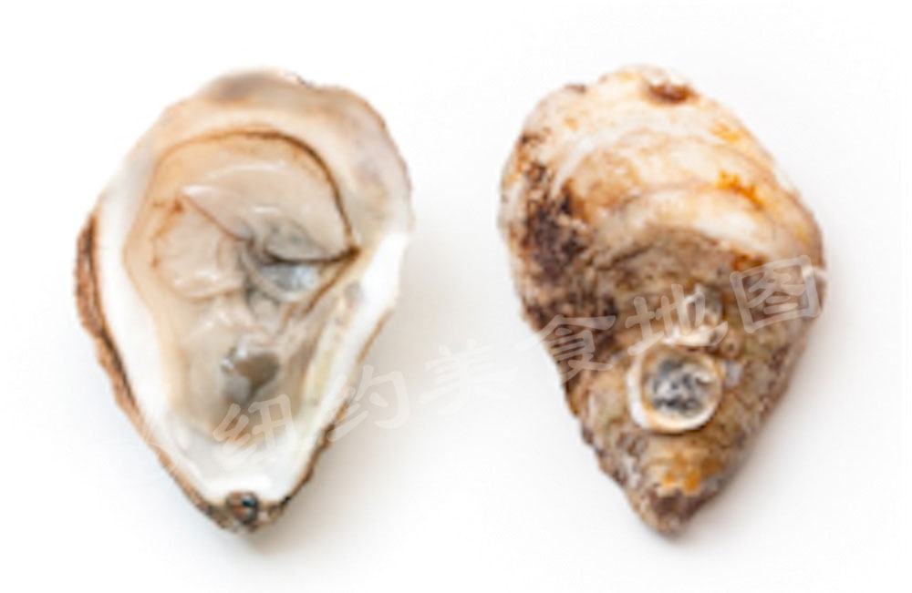 oyster-b-50