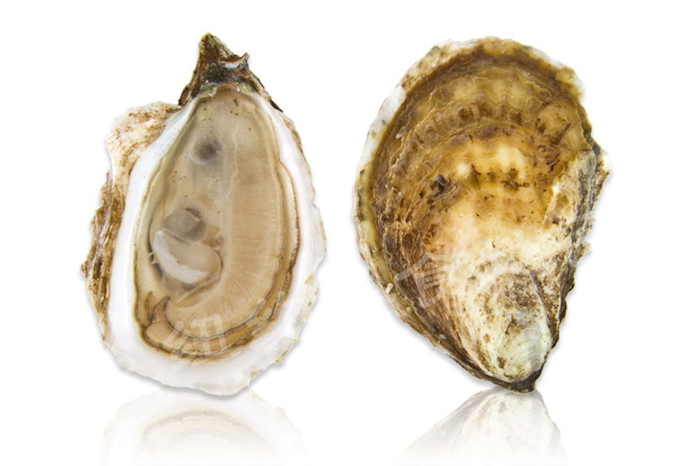 oyster-b-23