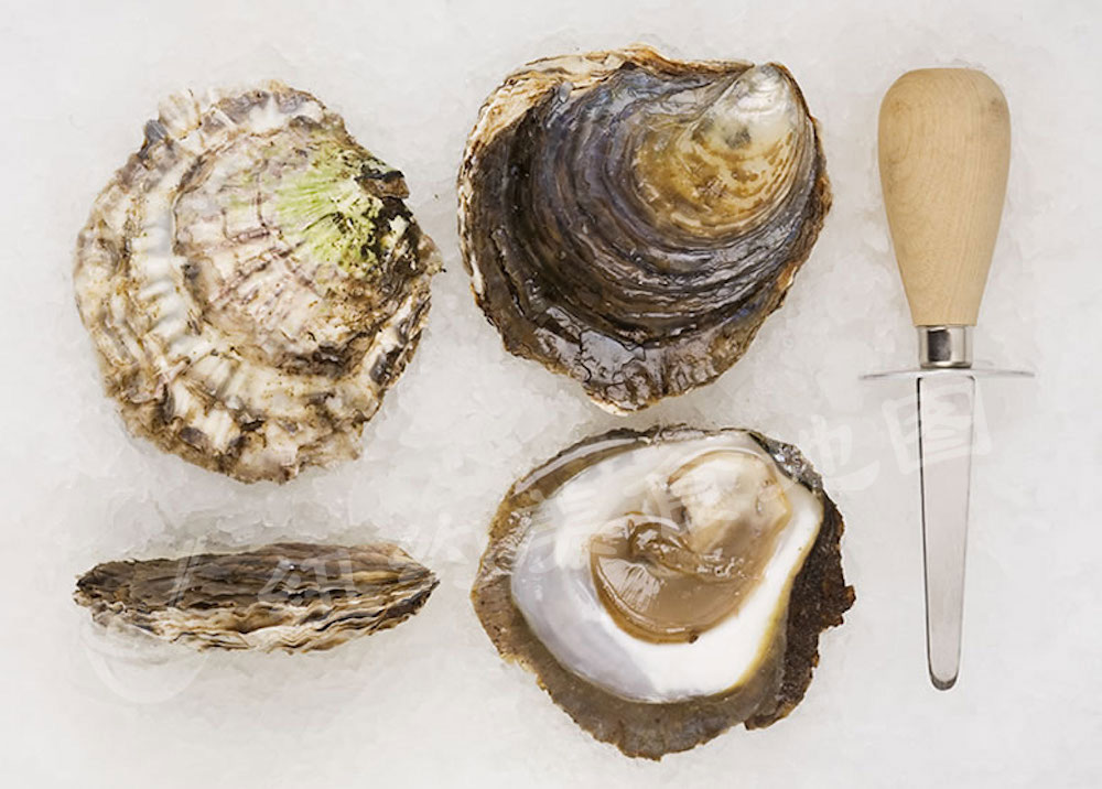 oyster-b-08