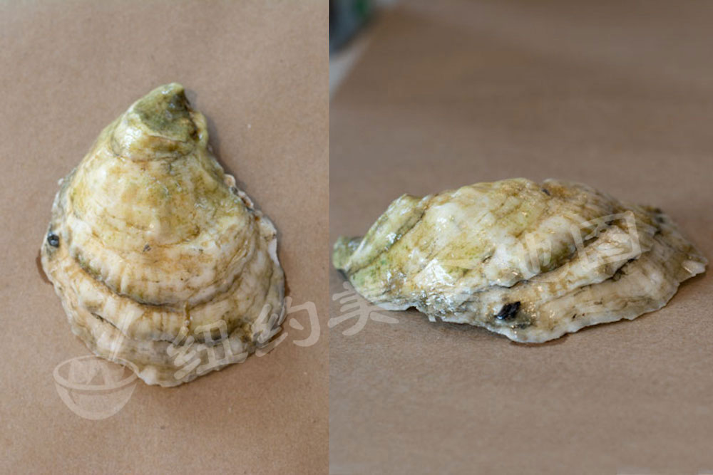 oyster-b-30
