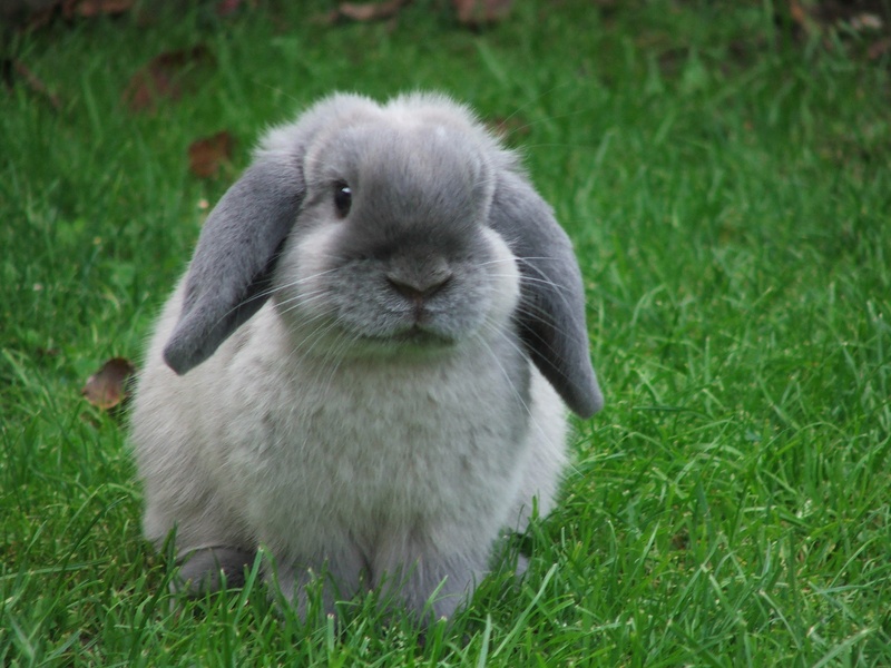 Rabbit 2011 040