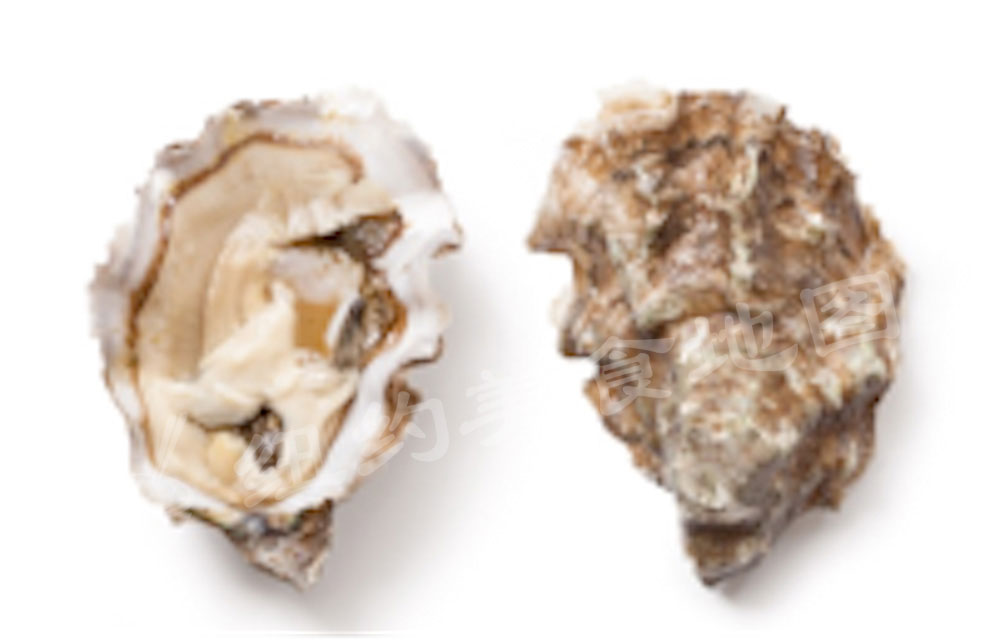 oyster-b-46