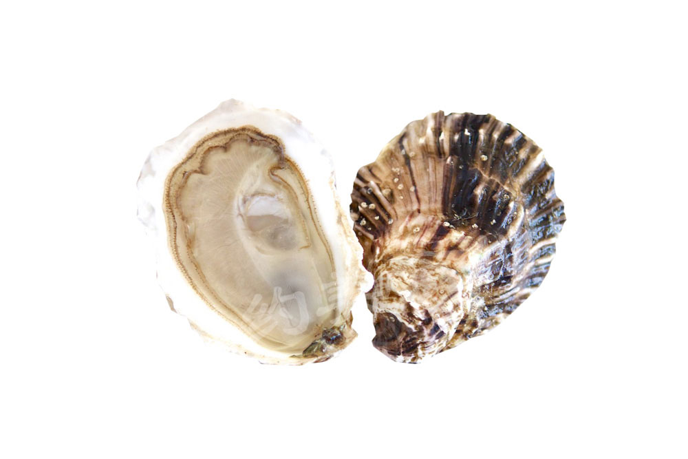 oyster-b-06