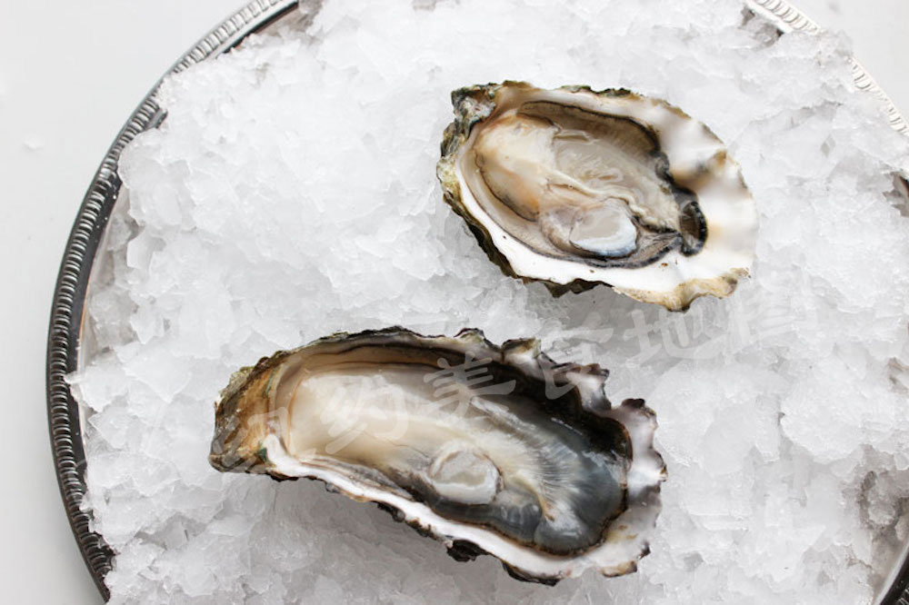 oyster-b-33